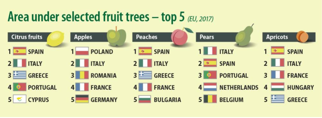 Państwa top 5 owoców w Polsce