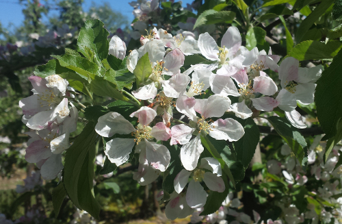 jablon kwiat
